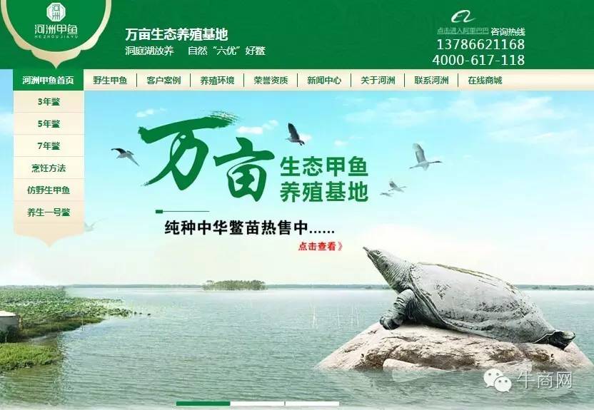 河洲甲魚營銷型網站首頁首屏